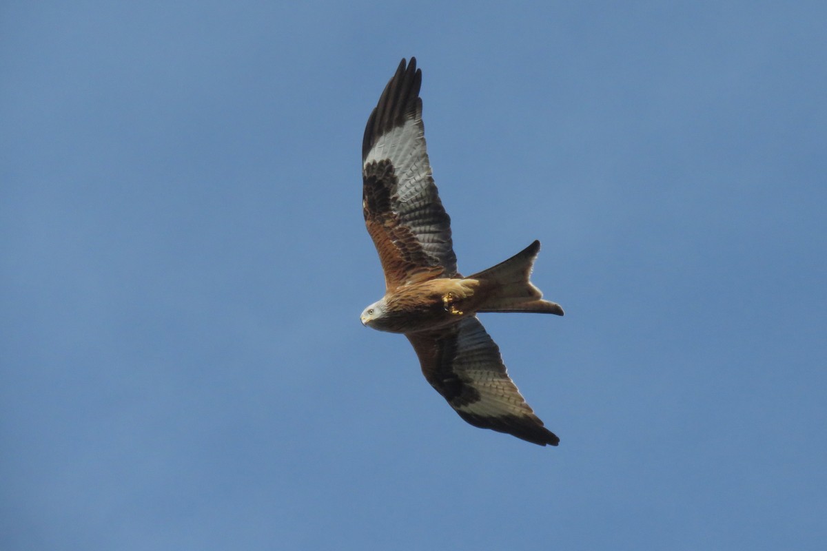 Red Kite - Juan Carlos Albero