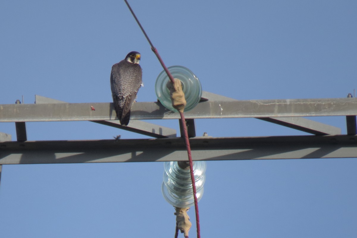 Peregrine Falcon - ML616367320