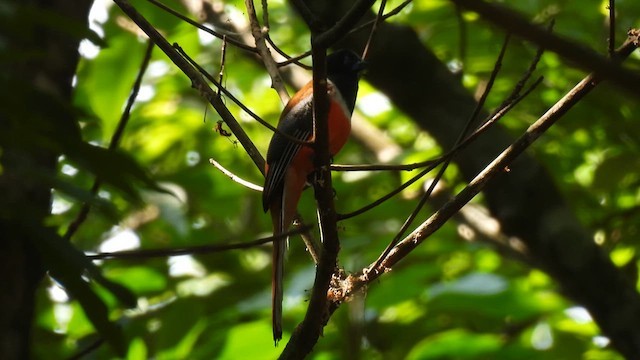 Malabar Trogon - ML616367336