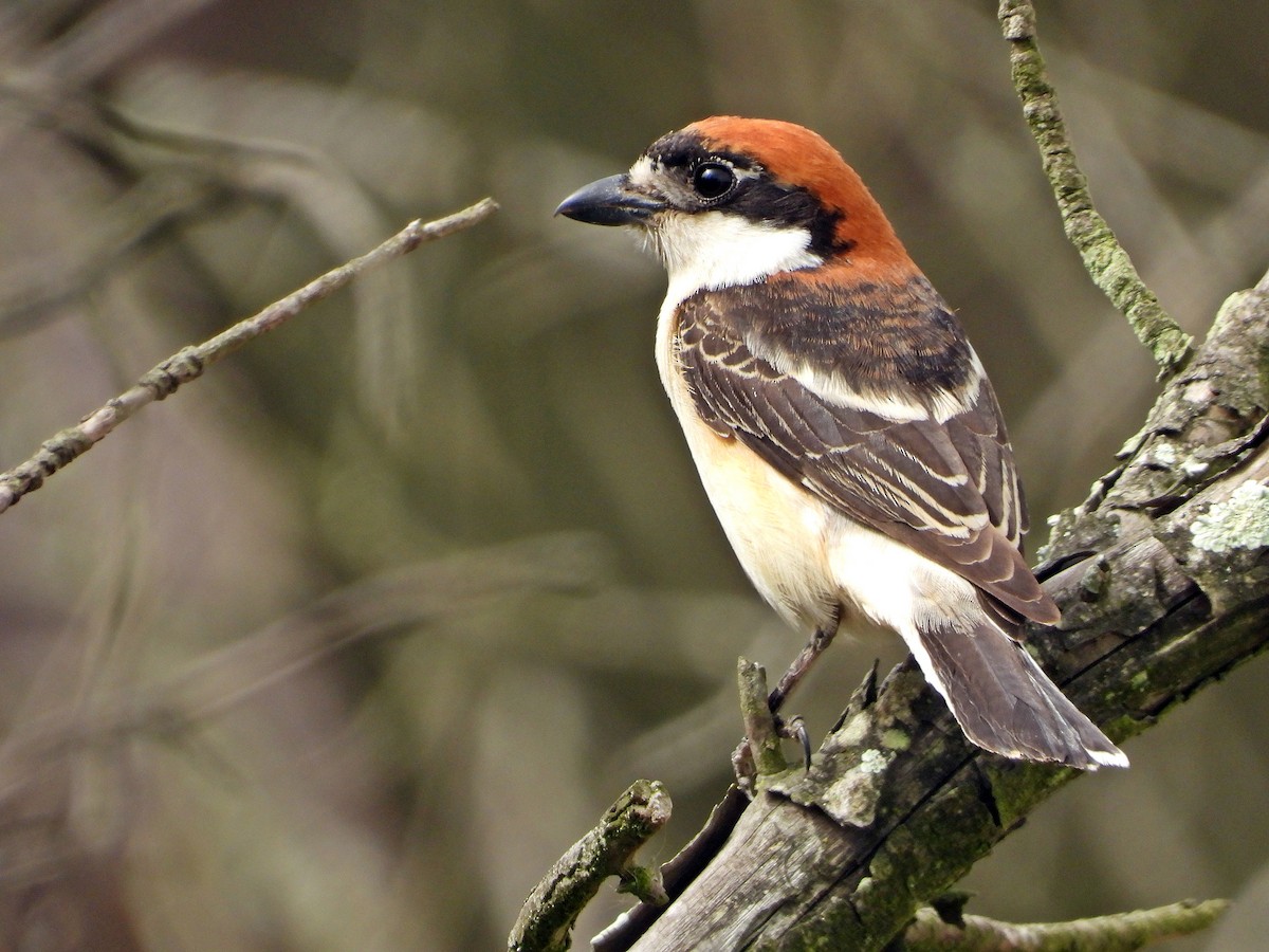 Pie-grièche à tête rousse - ML616367351