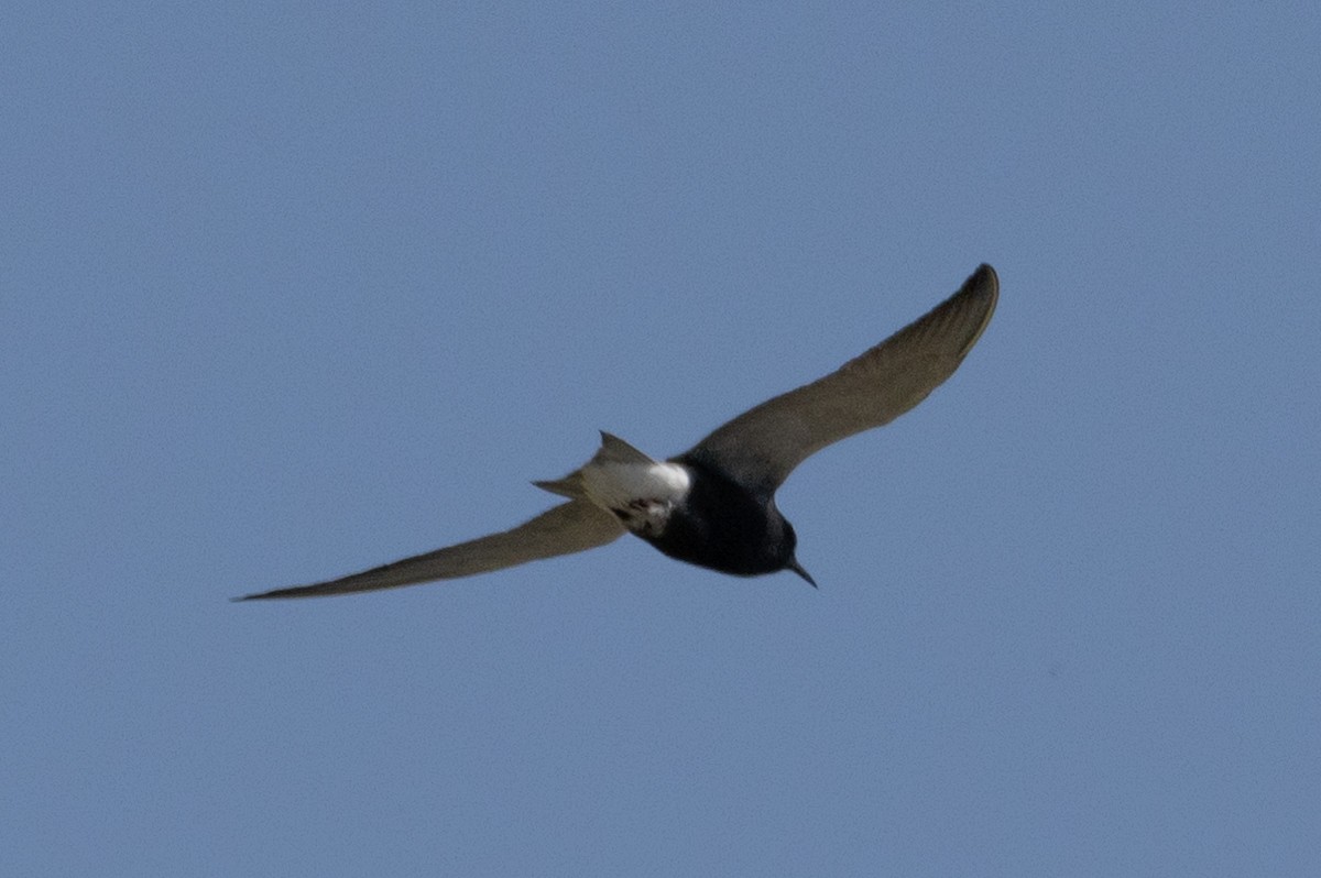 Black Tern - ML616367359