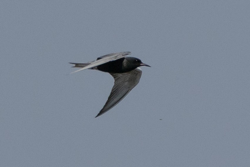 Black Tern - ML616367360