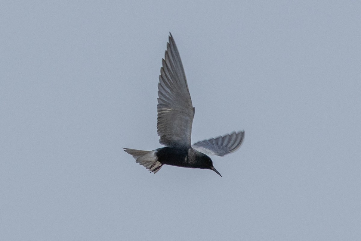 Black Tern - ML616367362