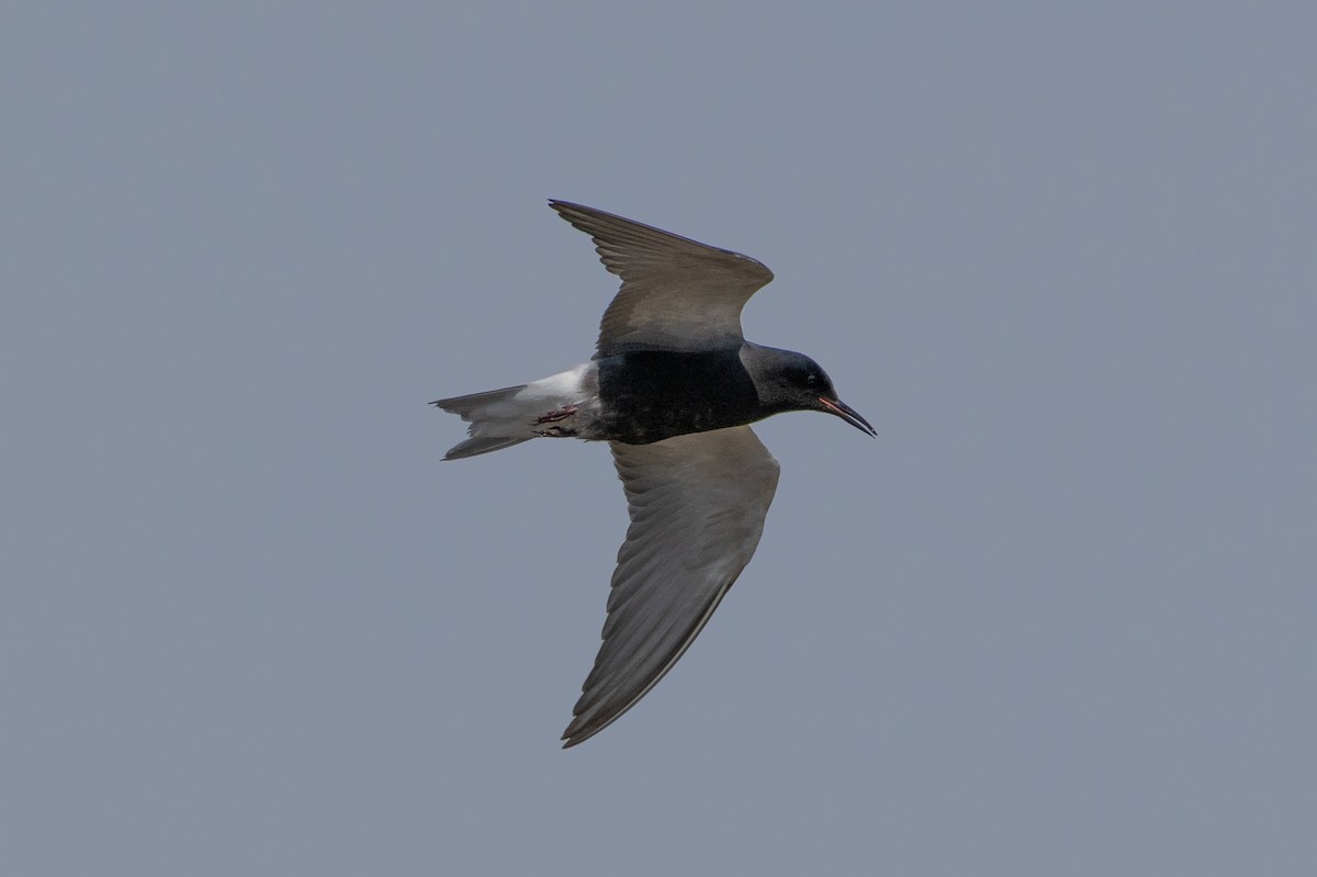 Black Tern - ML616367363