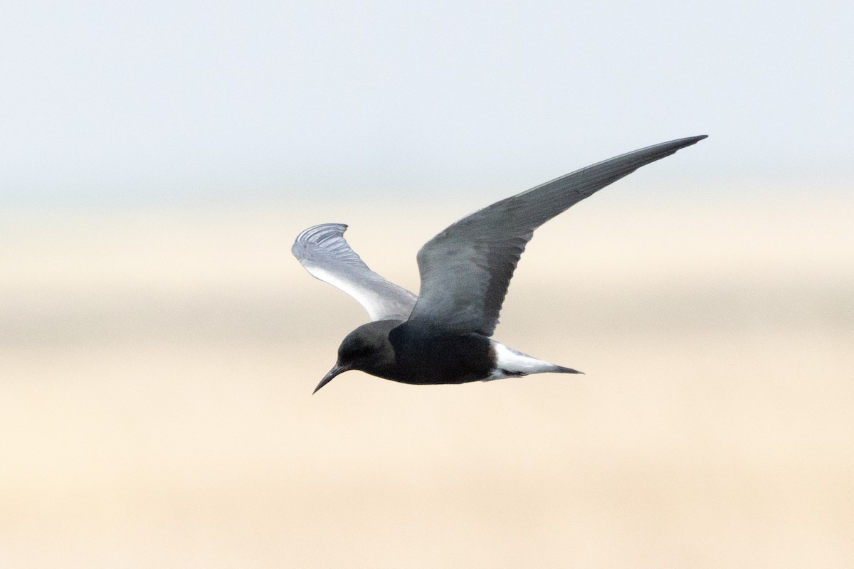 Black Tern - ML616367369