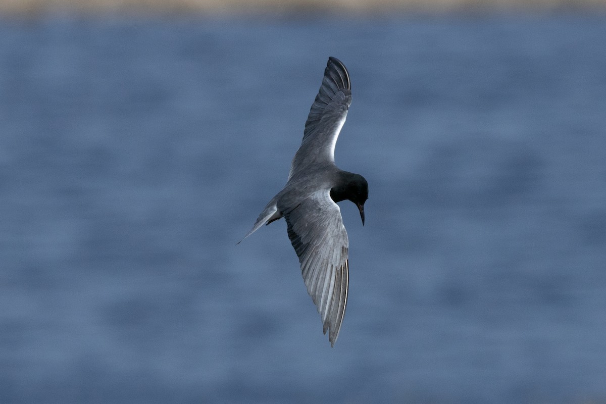 Black Tern - ML616367370