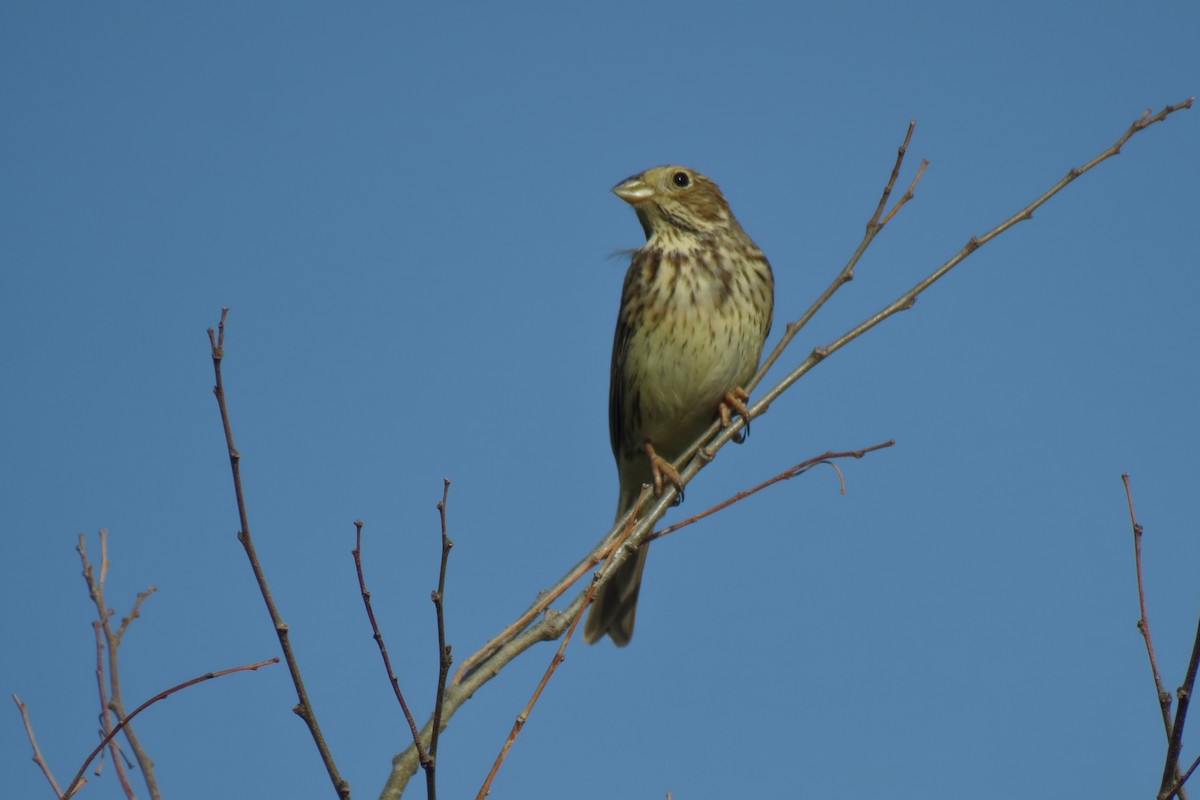 Corn Bunting - ML616367393