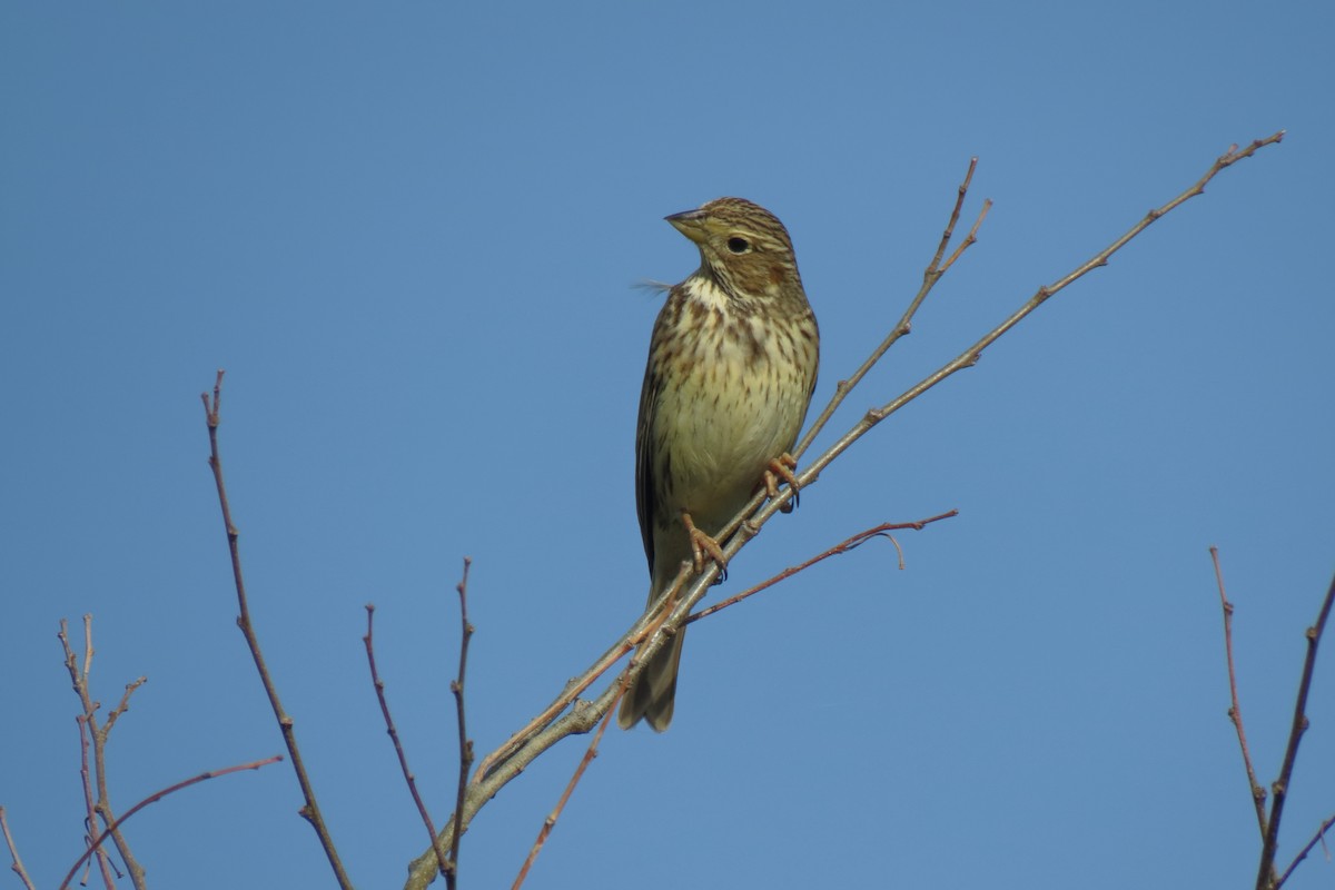 Corn Bunting - ML616367394