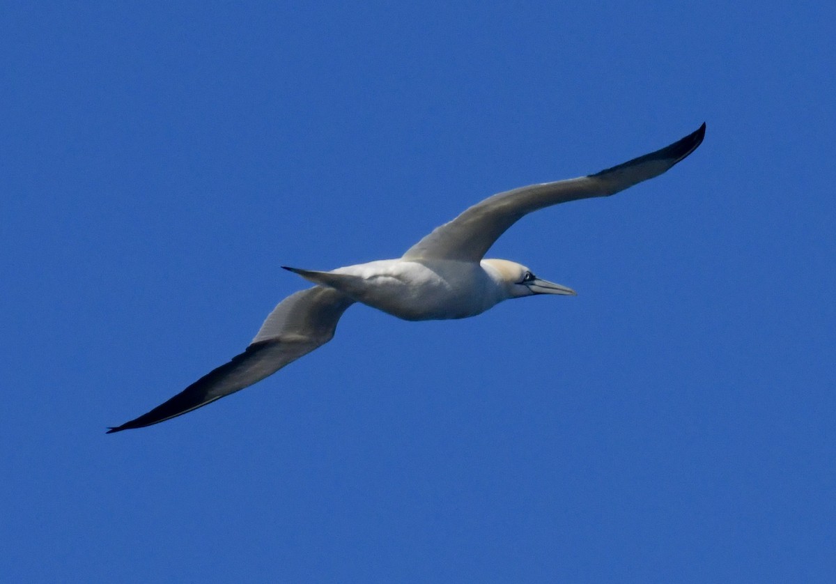 Northern Gannet - ML616367412