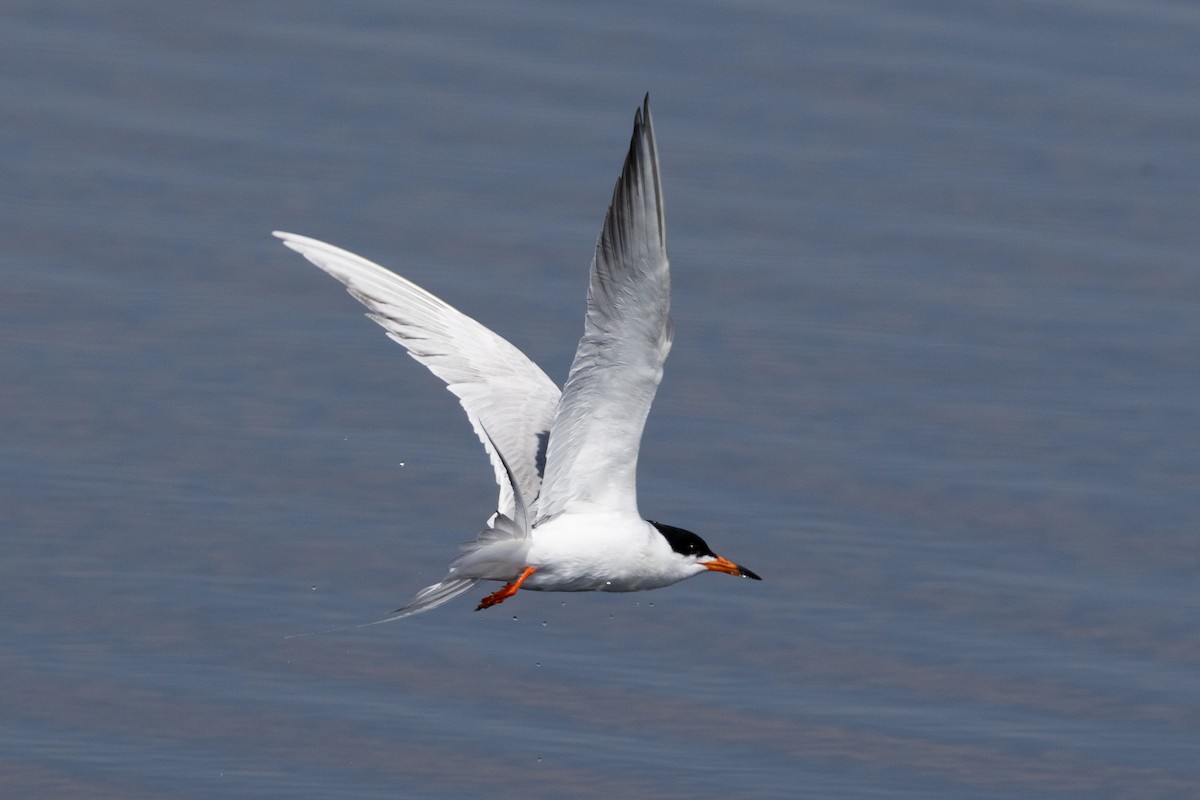 Forster's Tern - ML616367428