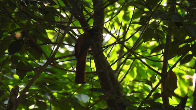 Trogon de Malabar - ML616367459