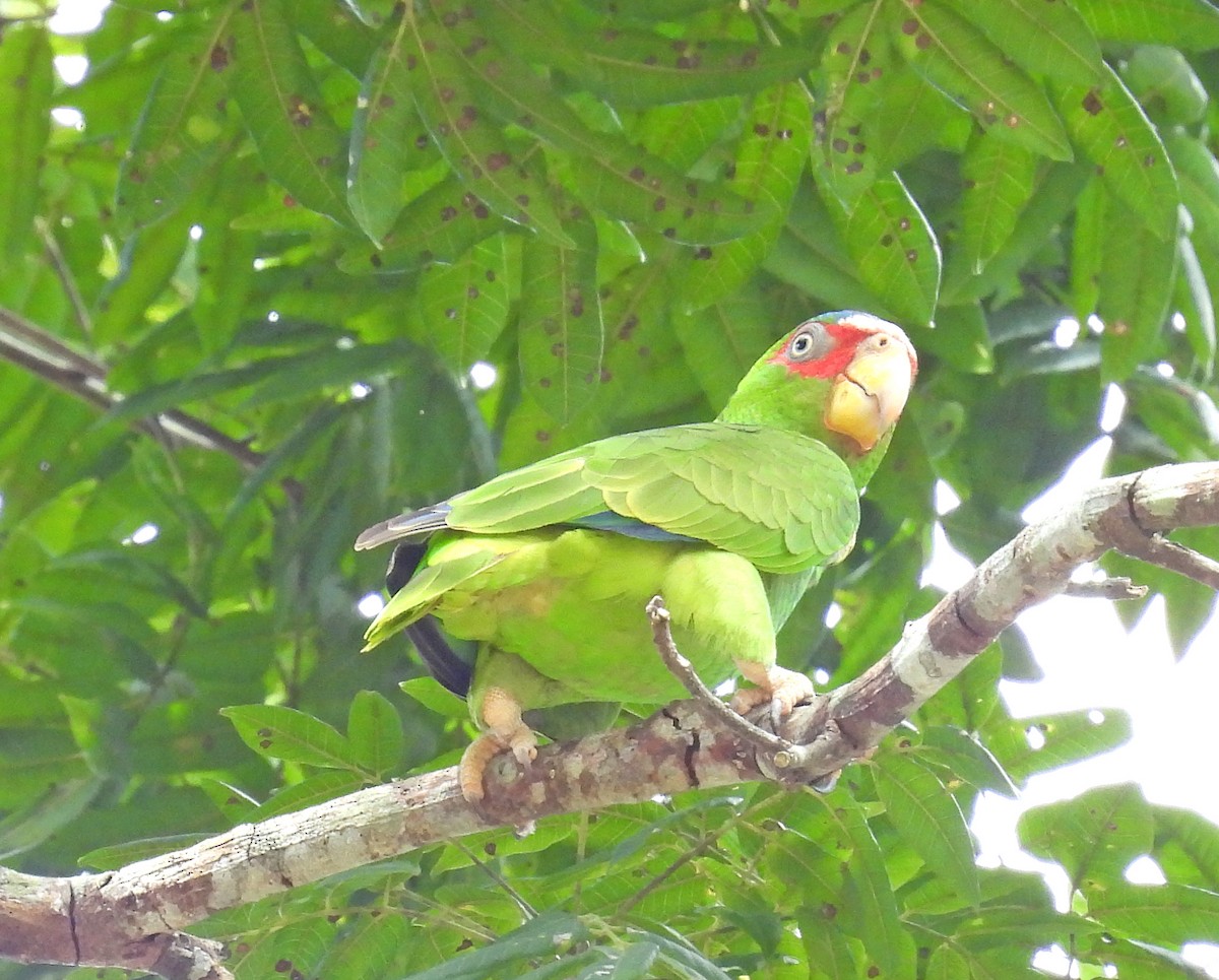 White-fronted Parrot - Jean Iron