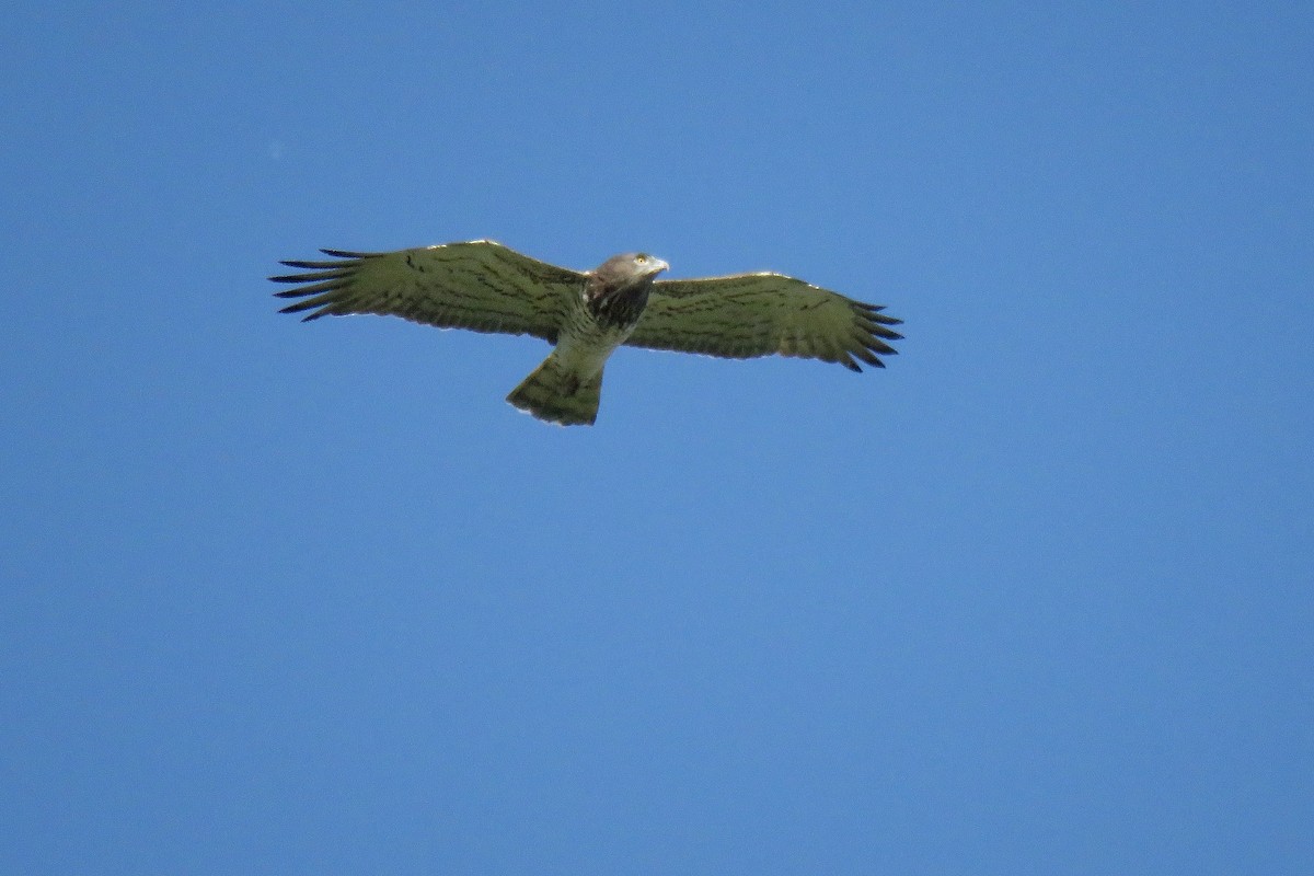 Short-toed Snake-Eagle - ML616367500