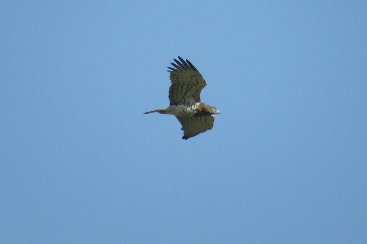 Short-toed Snake-Eagle - ML616367501