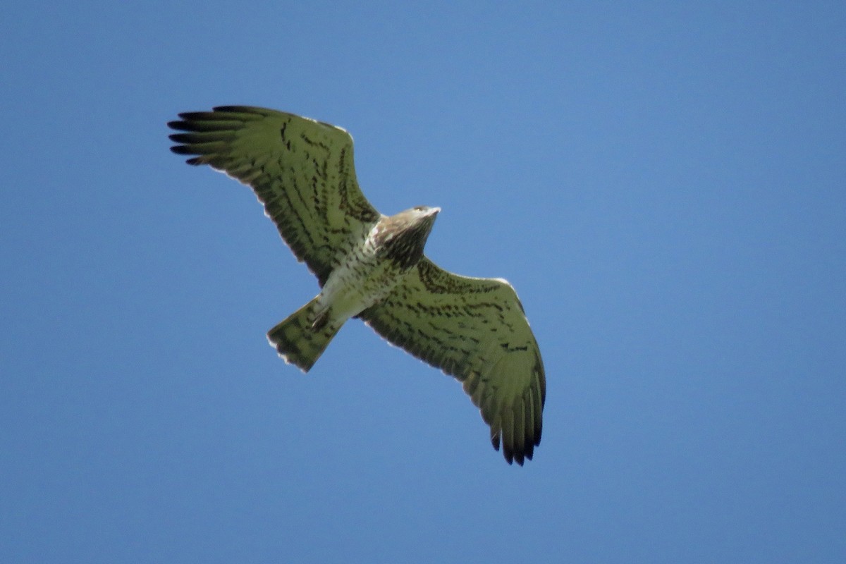 Short-toed Snake-Eagle - ML616367502