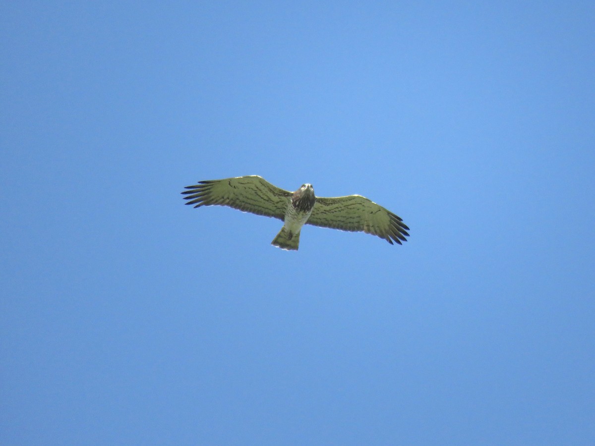 Short-toed Snake-Eagle - ML616367503