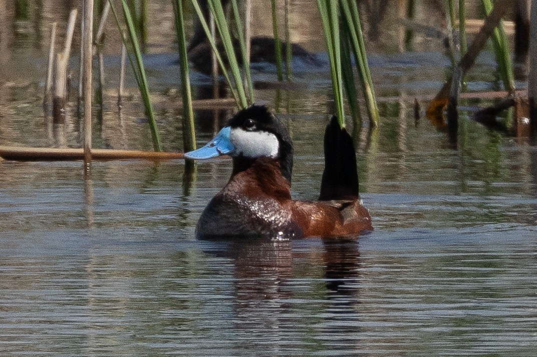 Érismature rousse - ML616367505