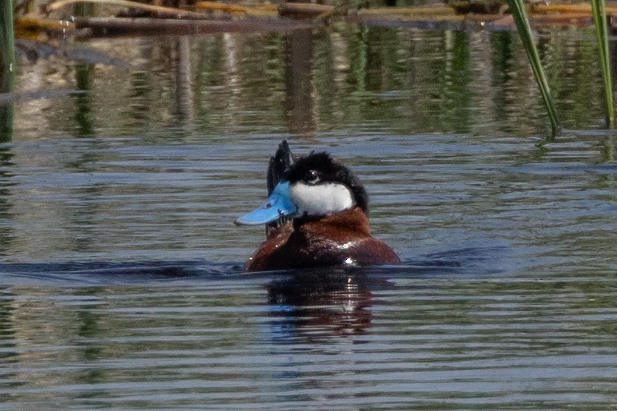 Ruddy Duck - ML616367506