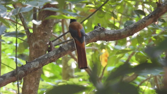 Trogon de Malabar - ML616367511