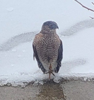 Cooper's Hawk - ML616367525
