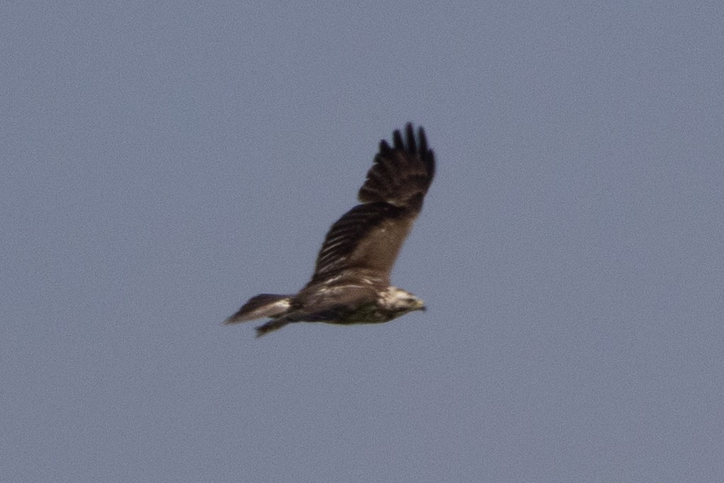 Swainson's Hawk - ML616367537