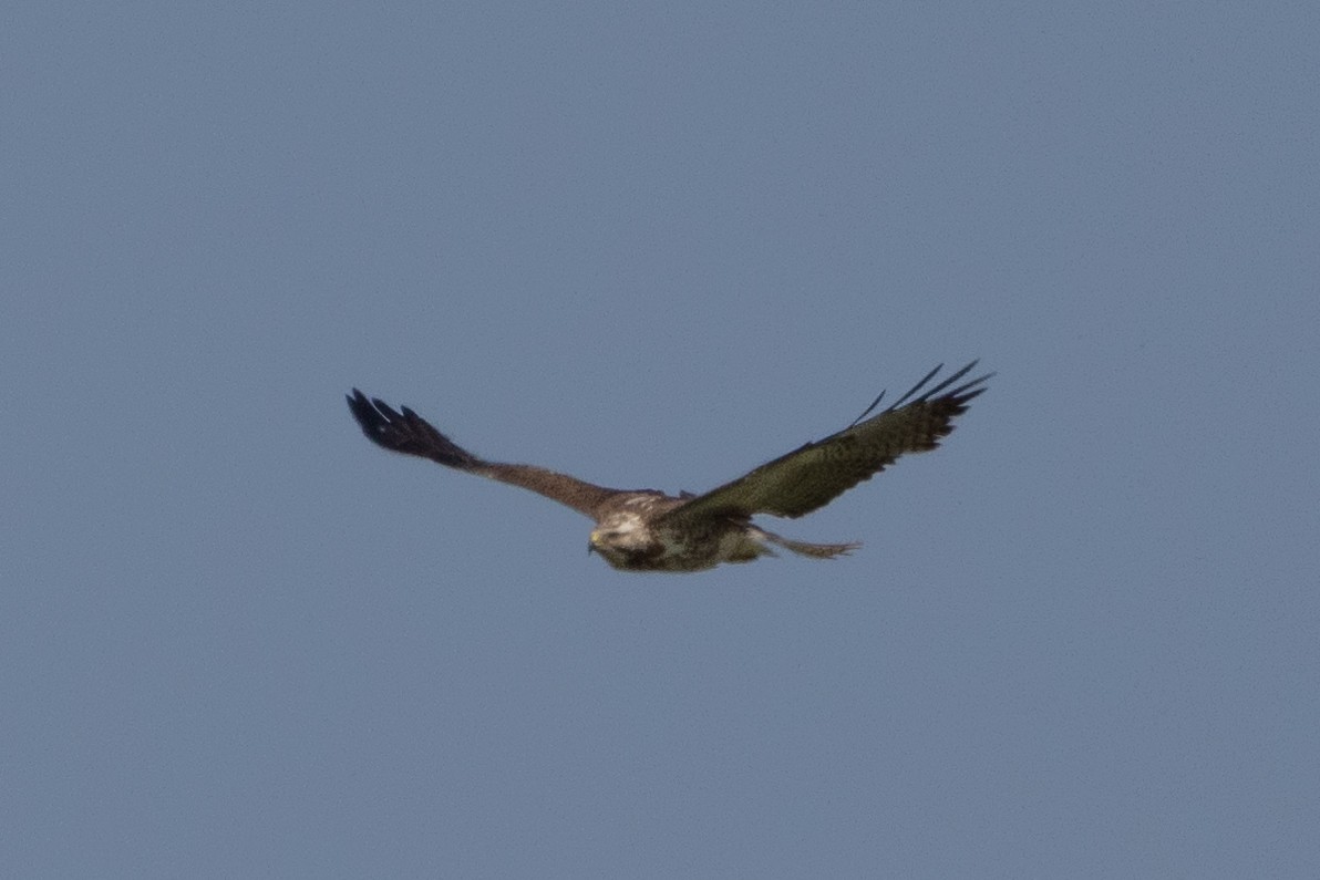 Swainson's Hawk - ML616367538