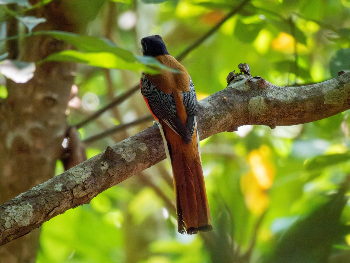 Malabar Trogon - shyamkumar puravankara