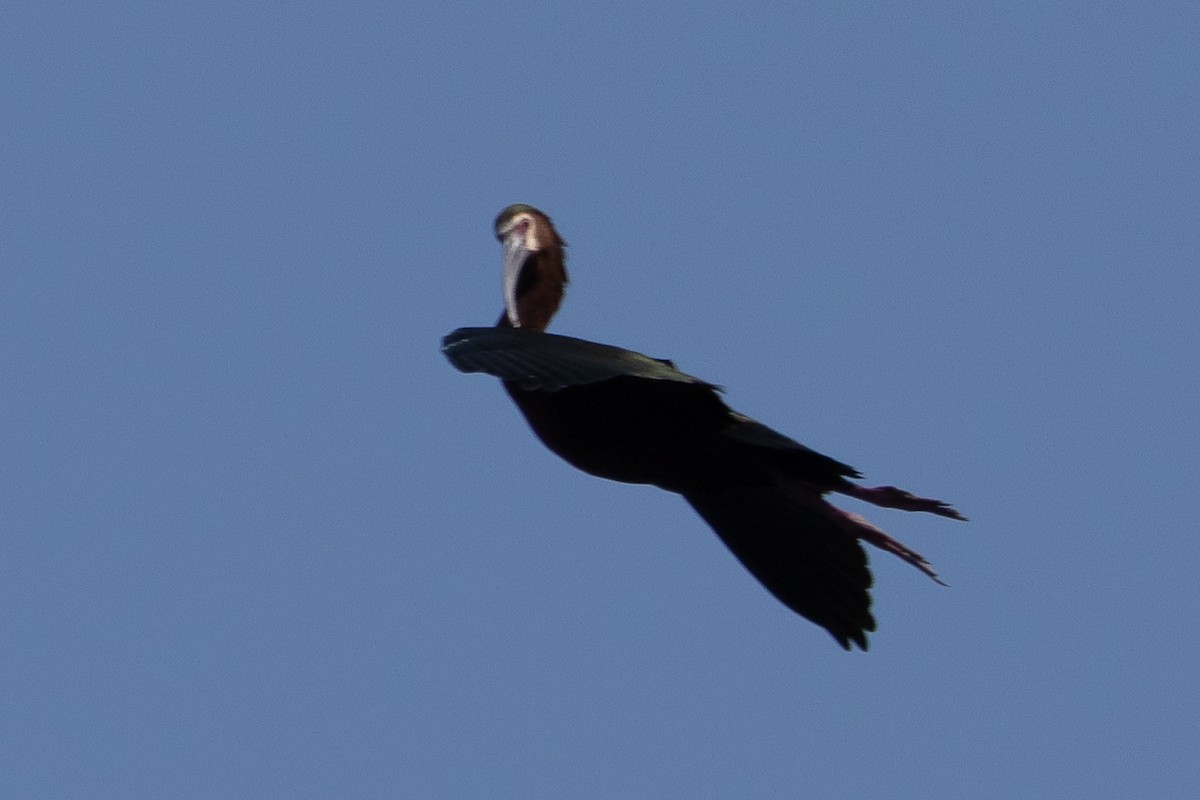 ibis americký - ML616367583