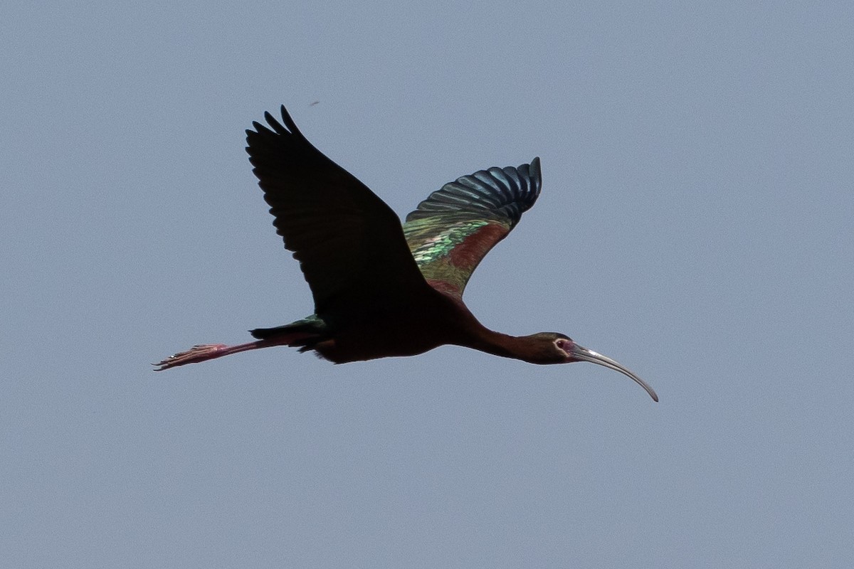ibis americký - ML616367584