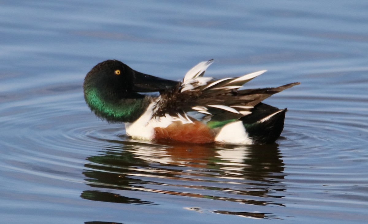 Northern Shoveler - ML616367586