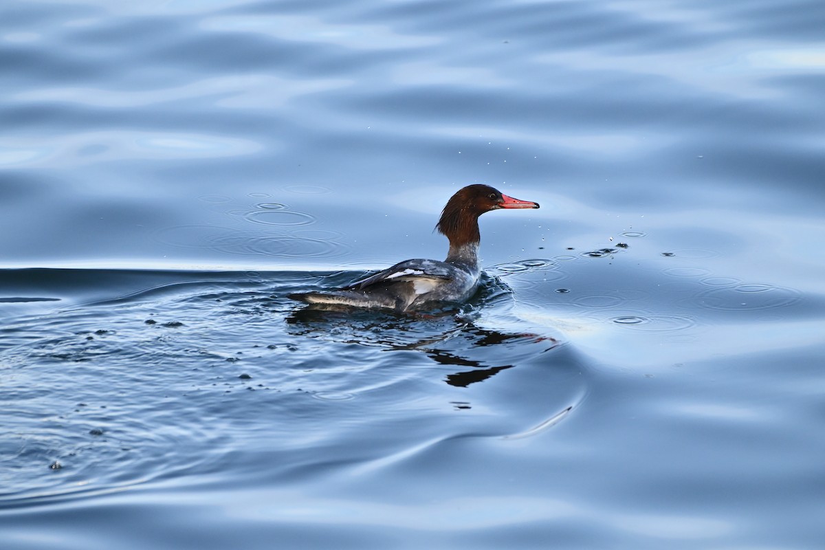 Common Merganser - marlene mitchell