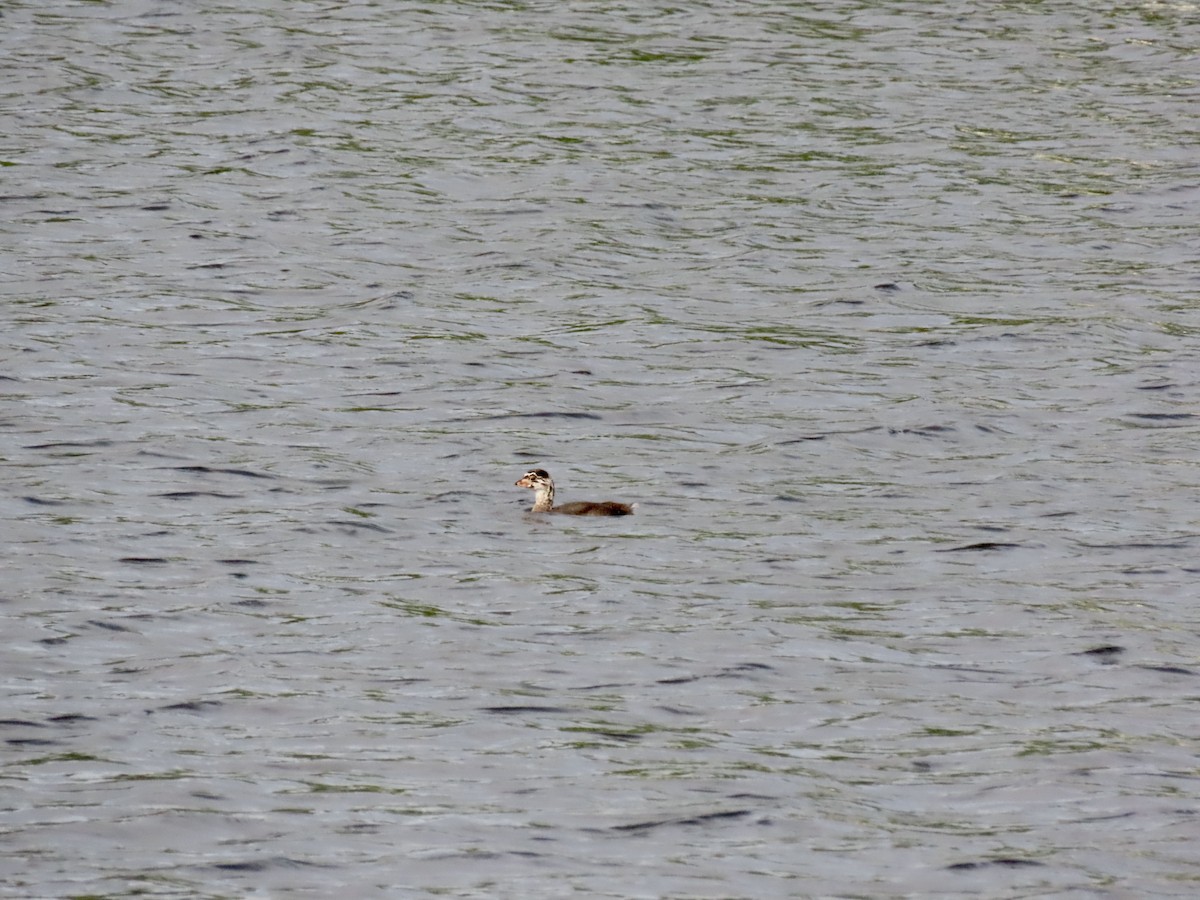 Pied-billed Grebe - ML616367632