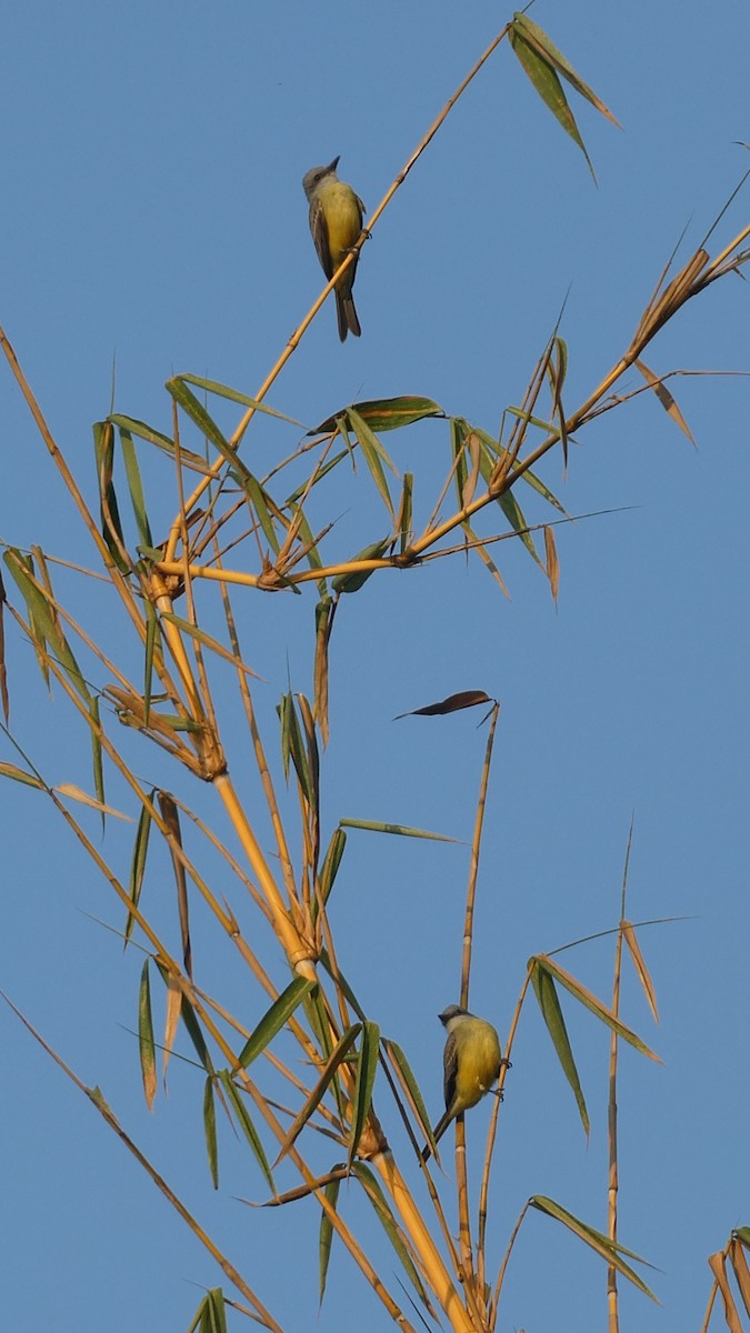 Tropical Kingbird - ML616367651