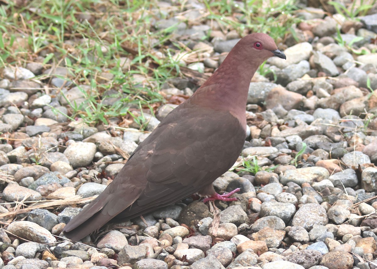 Short-billed Pigeon - ML616367671