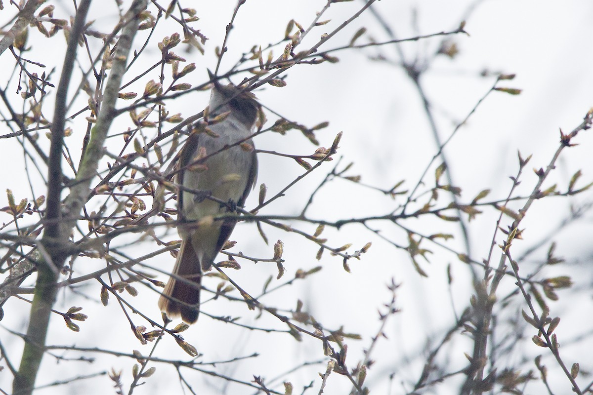 Ash-throated Flycatcher - ML616367680