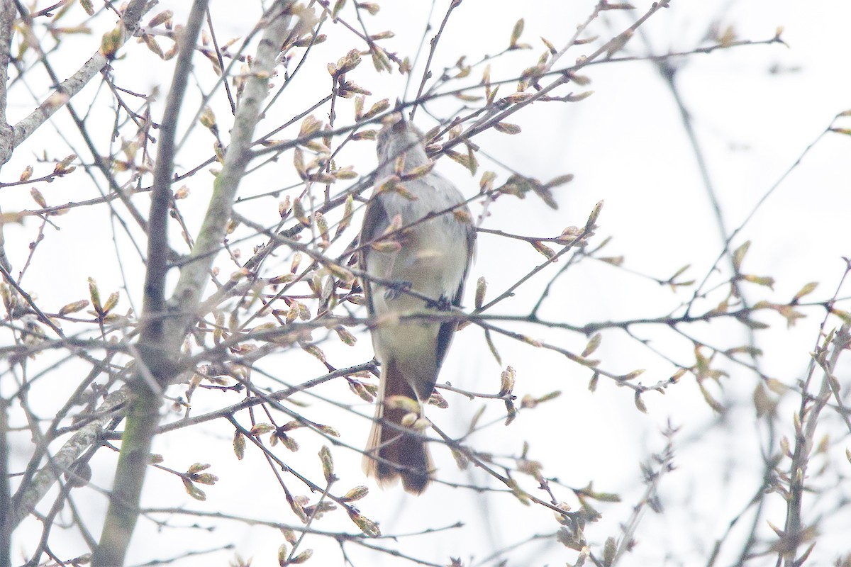 Ash-throated Flycatcher - ML616367681