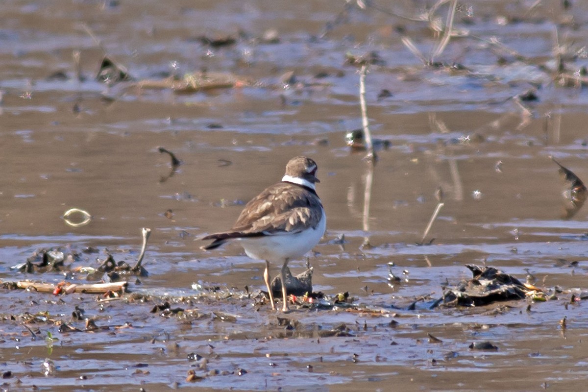 Killdeer - William Keim