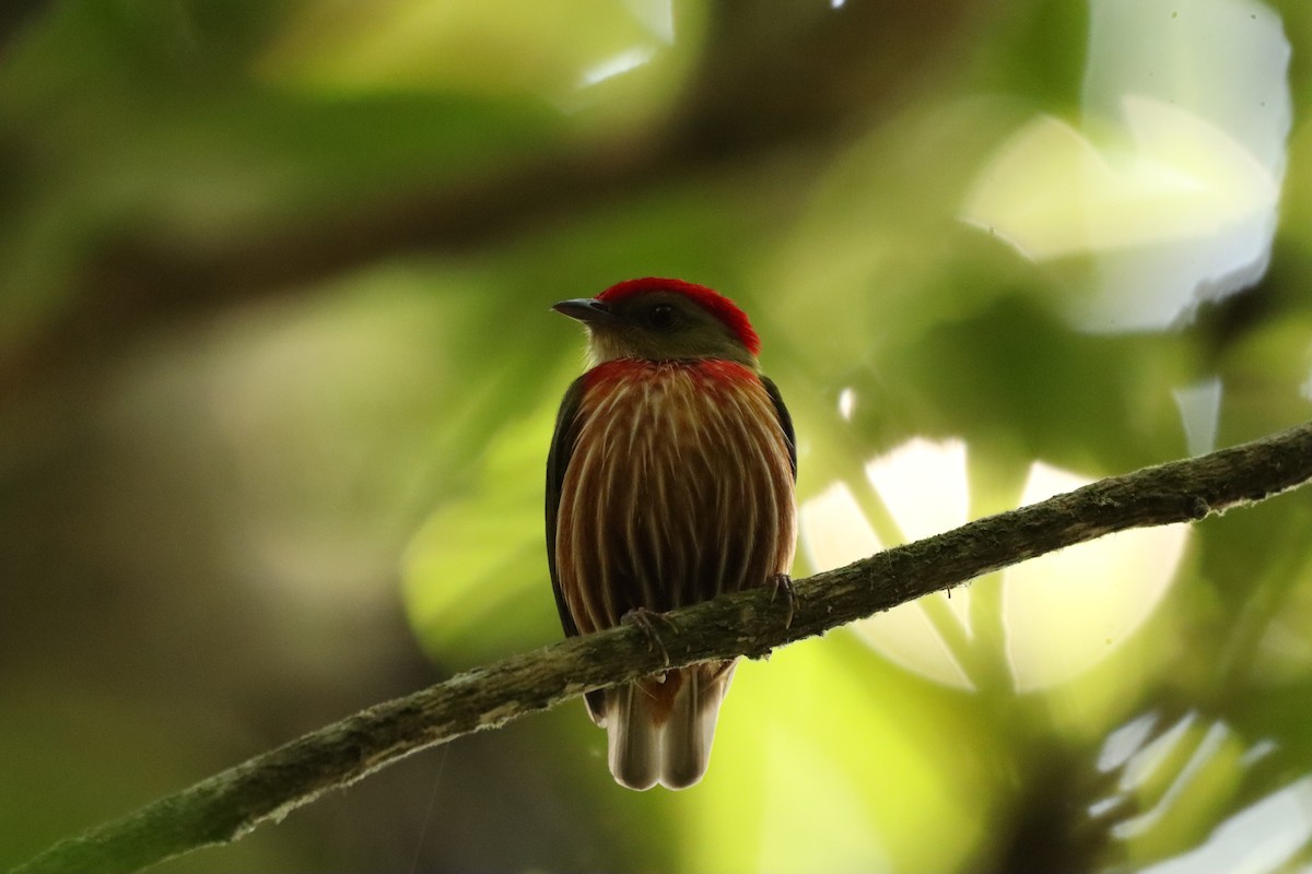 rødstripemanakin - ML616367790