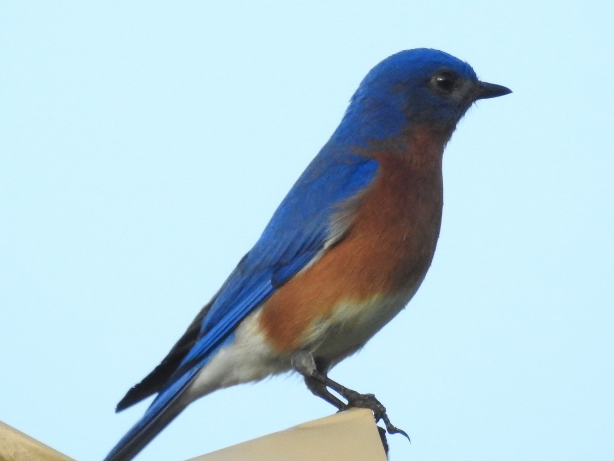 østblåfugl - ML616367816