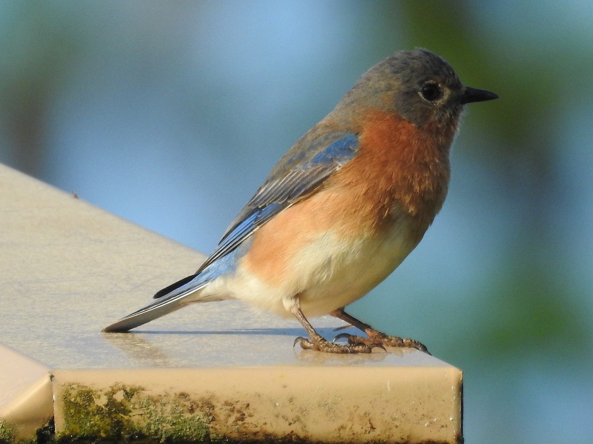 østblåfugl - ML616367817