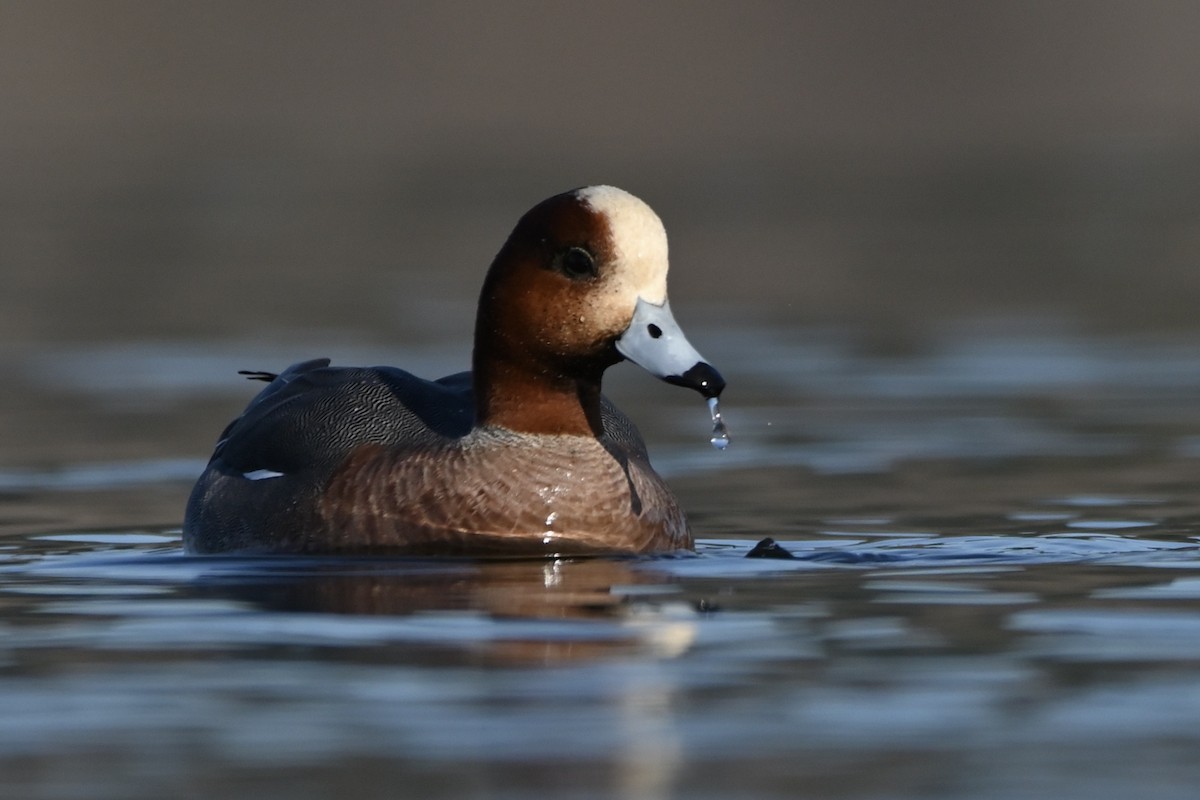 Eurasian Wigeon - ML616367838