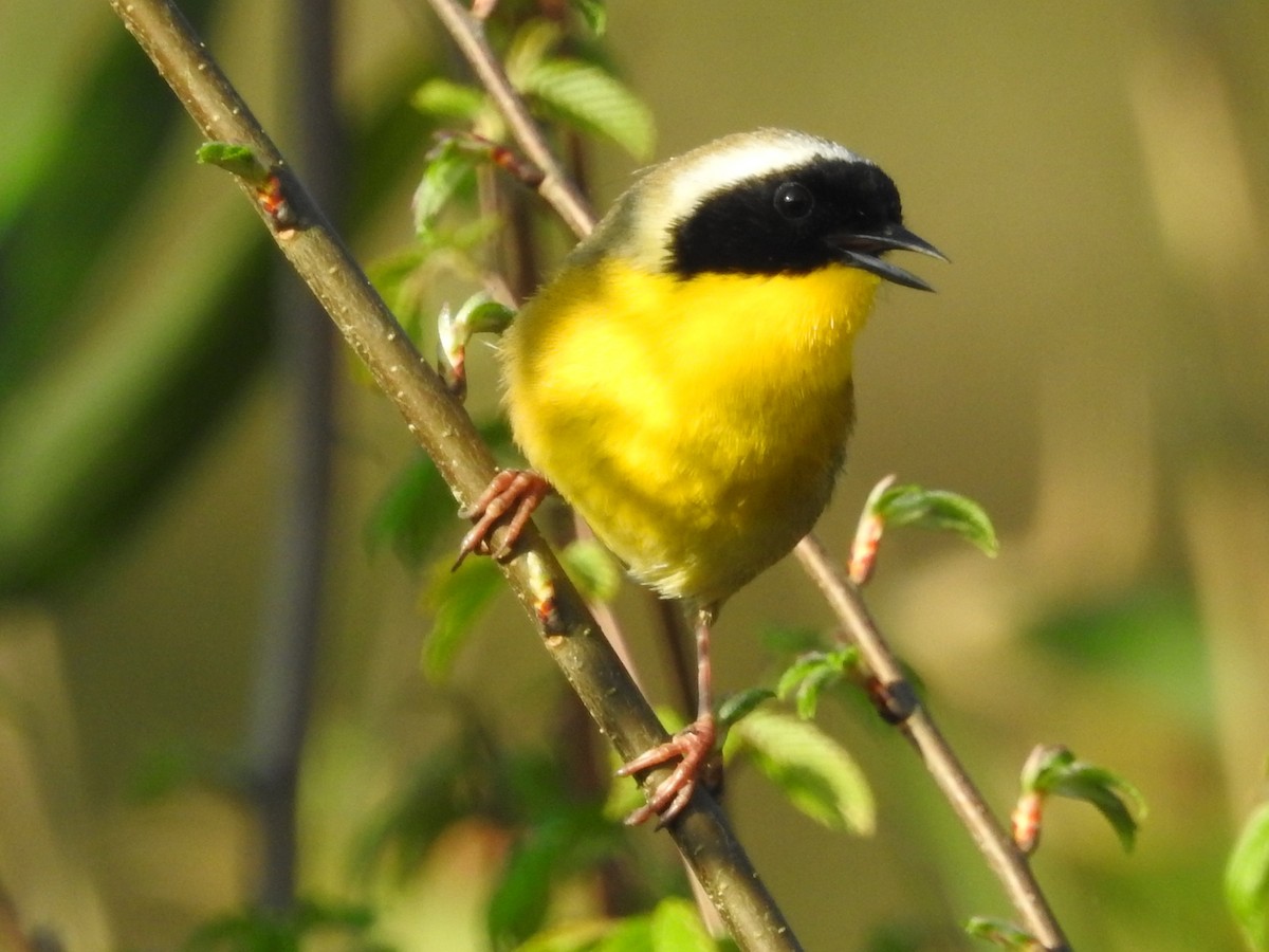 nordgulstrupe - ML616367856