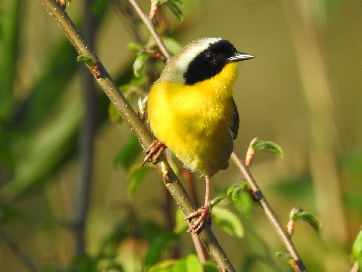 nordgulstrupe - ML616367857