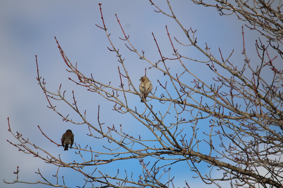 House Finch - ML616367873