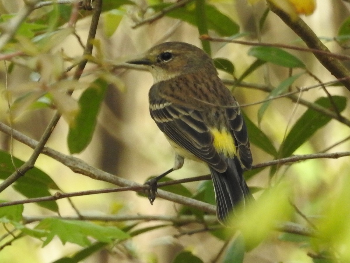 myrteparula (coronata) - ML616367875