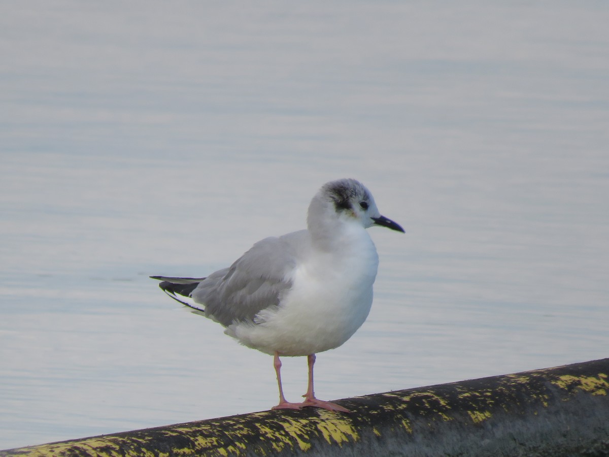 Bonaparte's Gull - Allan Seils