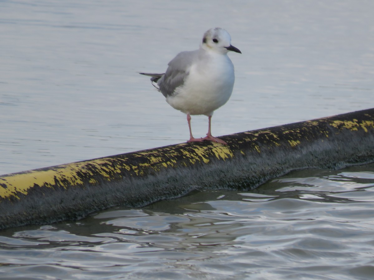 Bonaparte's Gull - Allan Seils