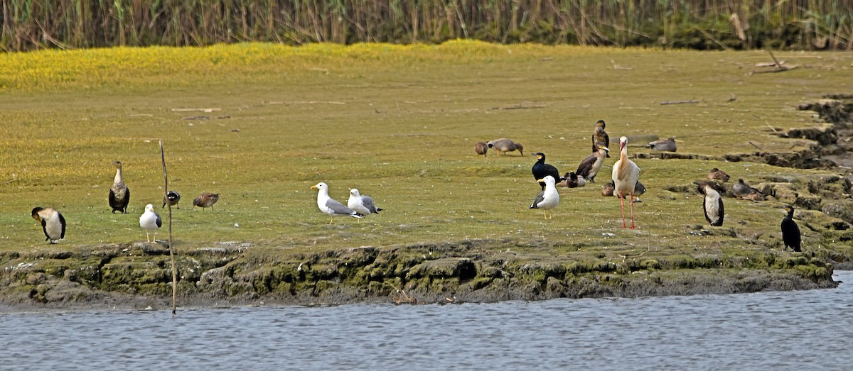 Great Cormorant - ML616367904