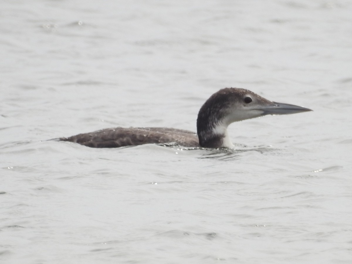 Common Loon - ML616367905