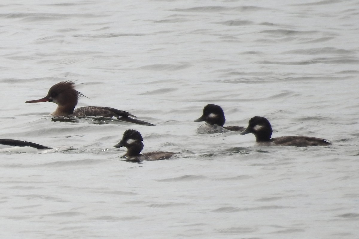 Bufflehead - ML616367912